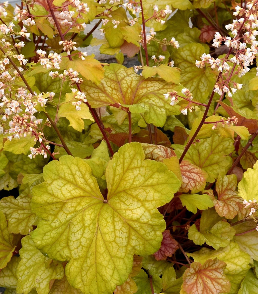 

Гейхера Шампань \ Heuchera Champagne ( саженцы ЗКС) НОВИНКА