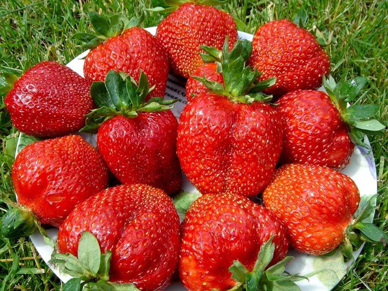 

Саженцы клубники Хоней (заказ от 10 шт)
