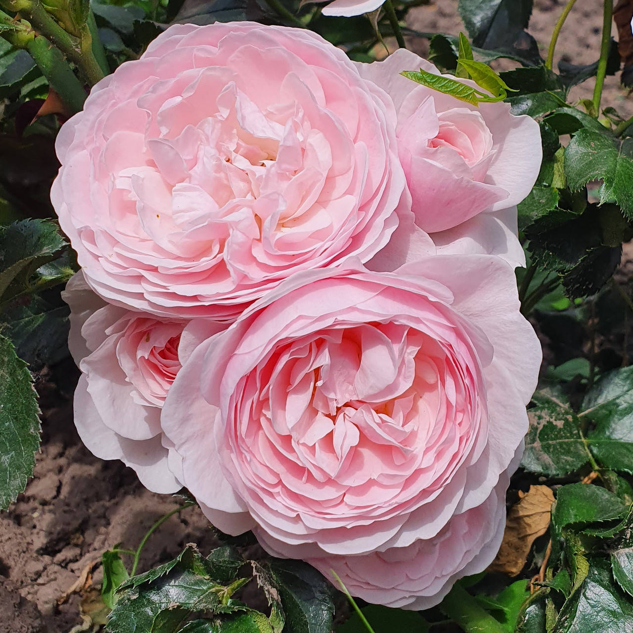 

Ханс Гоневейн Роуз (Hans Gonewein Rose)