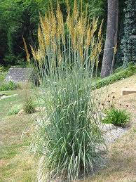 

Трава индейцев sorghastrum nutans 4 сем