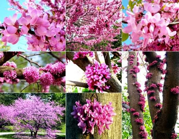 

Церсіс європейський/ Cercis siliquastrum С2/Н 15-20