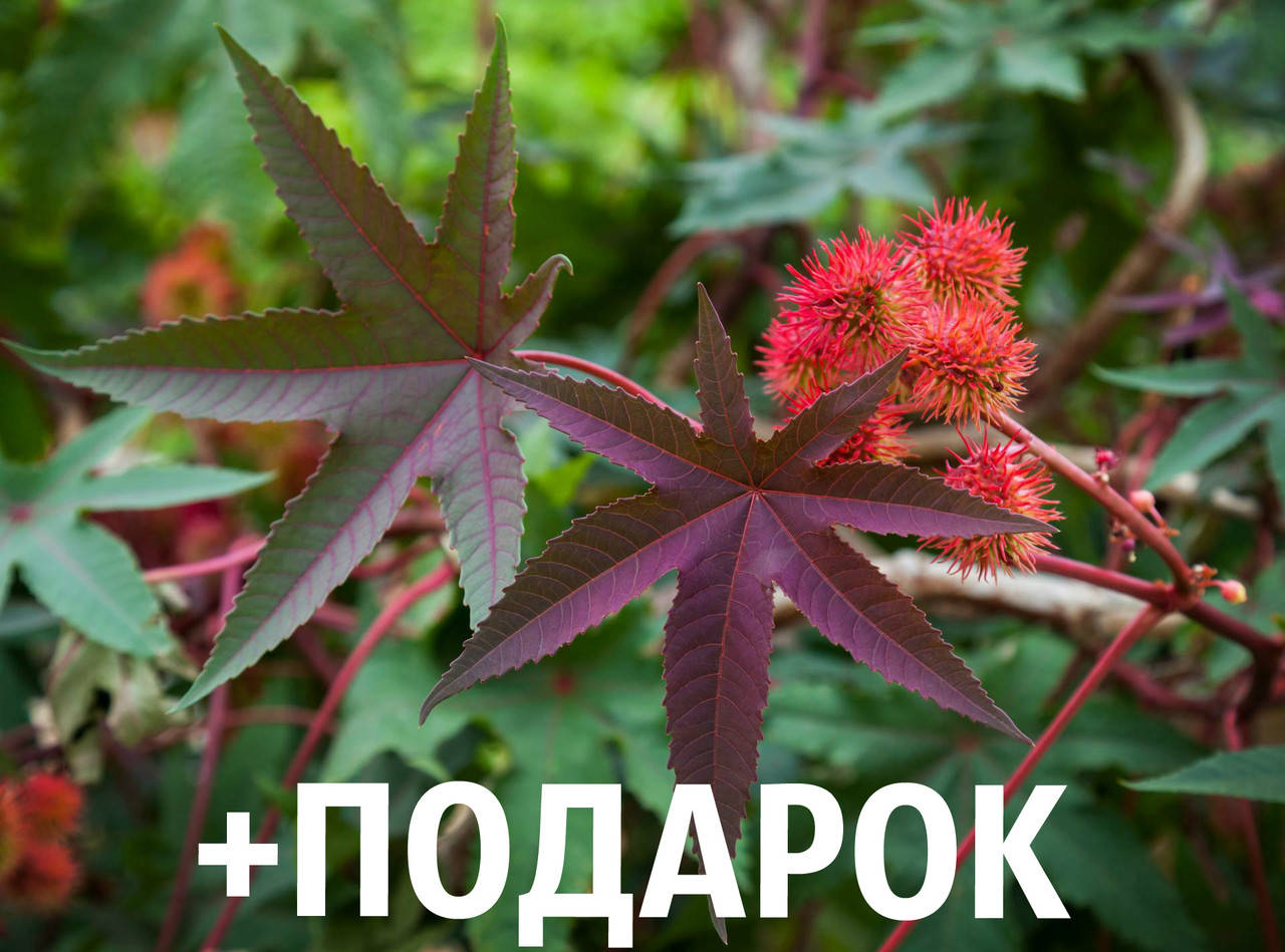 

Клещевина обыкновенная семена (20 шт) (Ricinus commúnis) +подарок, Бордовый