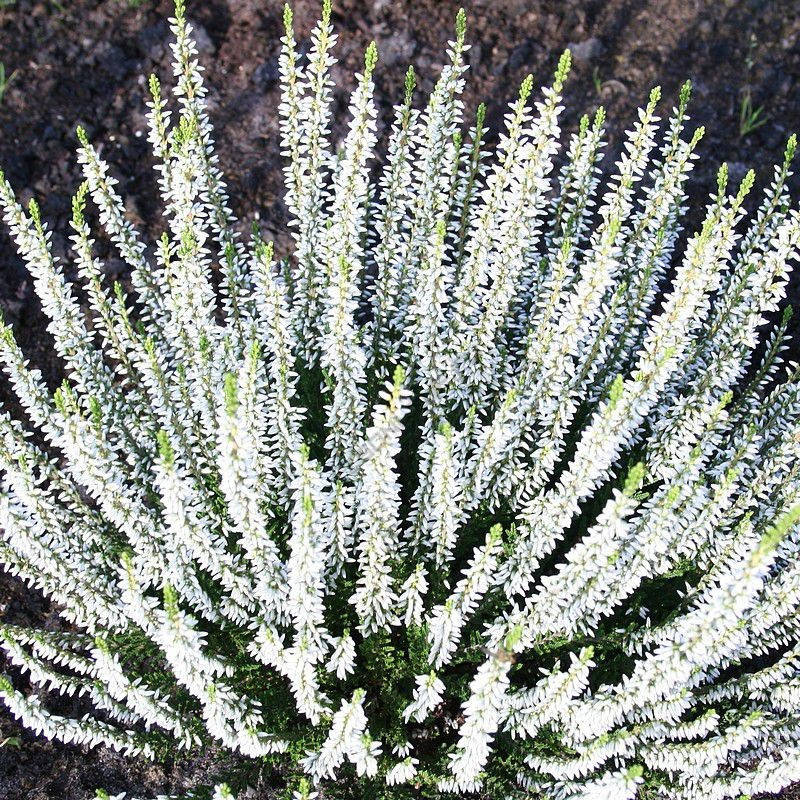 

Вереск белый Velvet Fascination, Calluna vulgaris Velvet Fascination