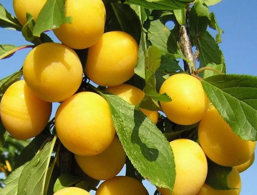 

Саженцы плуота «Флавор Квин» - 1-летний