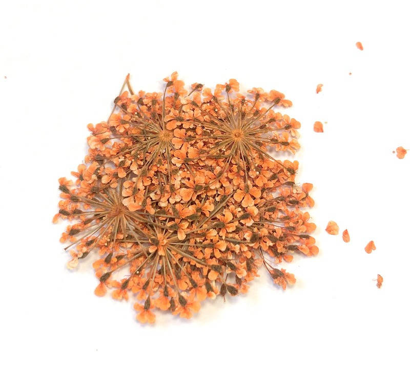 

Сухоцветы №5, Разные цвета