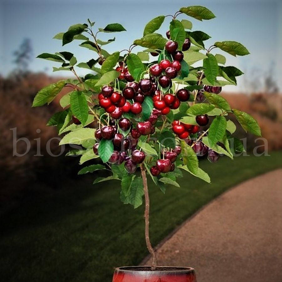 

Эксклюзив! Карликовая черешня Гарден Бинг (Garden Bing) ЗКС