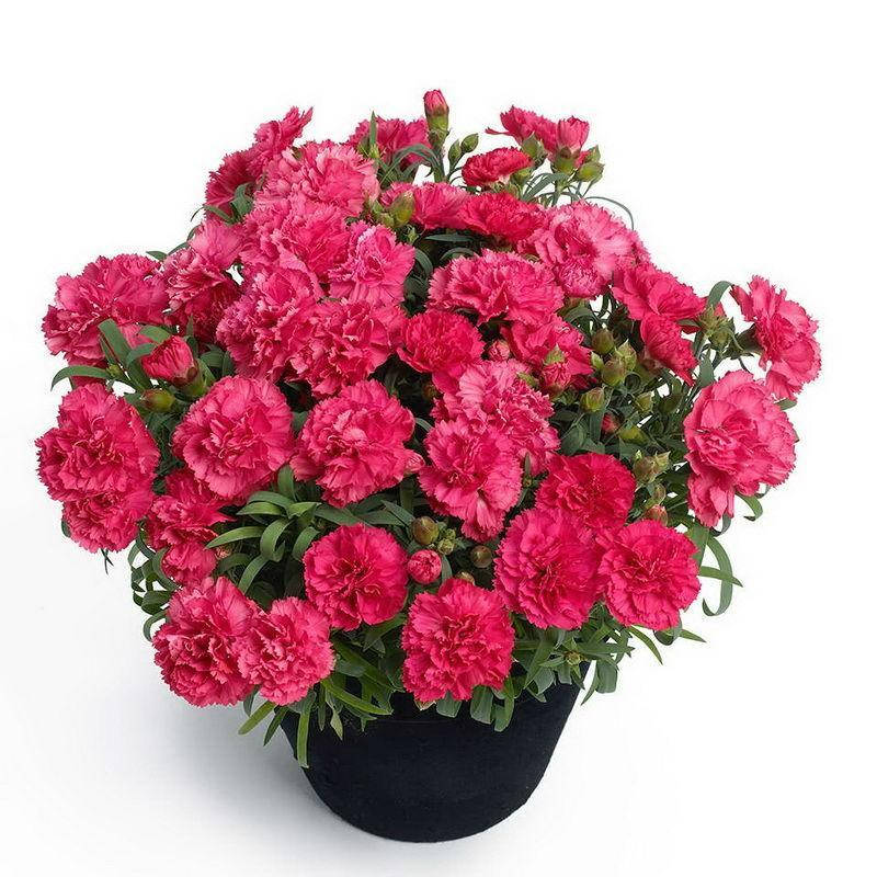 

Гвоздика Махровая "Sunflor Allura"