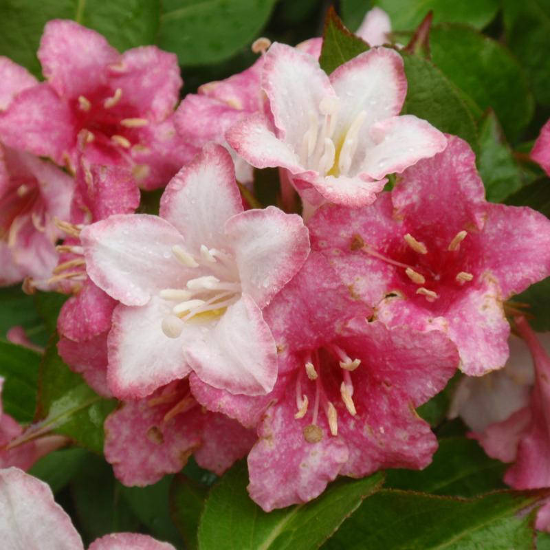 

Вейгела цветущая " Карнавал" ( саженцы 2 года)