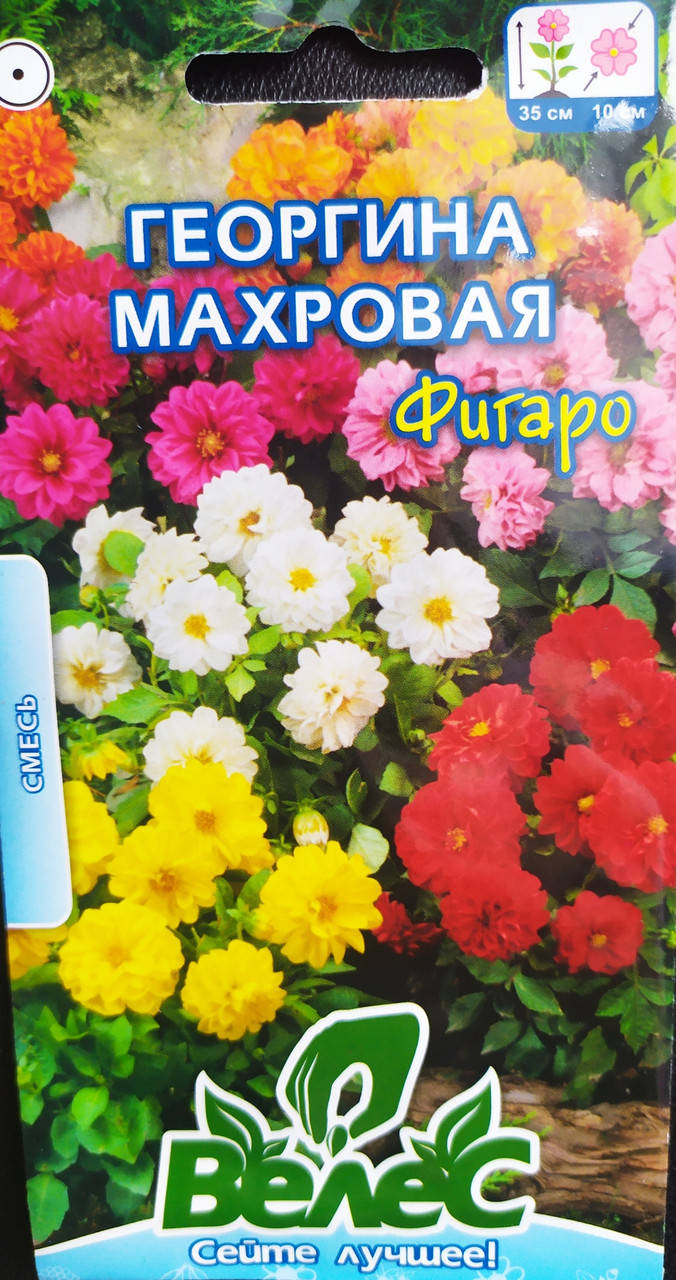 

Жоржина повна Фігаро