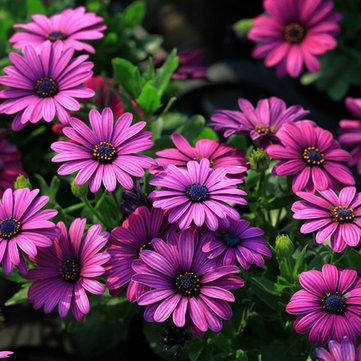 

Остеоспермум Dalina Evita purple растение в горшке 0.5 л