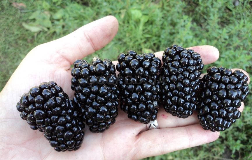 

Саженцы ежевики КИОВА позднего срока созревания (двухлетний)