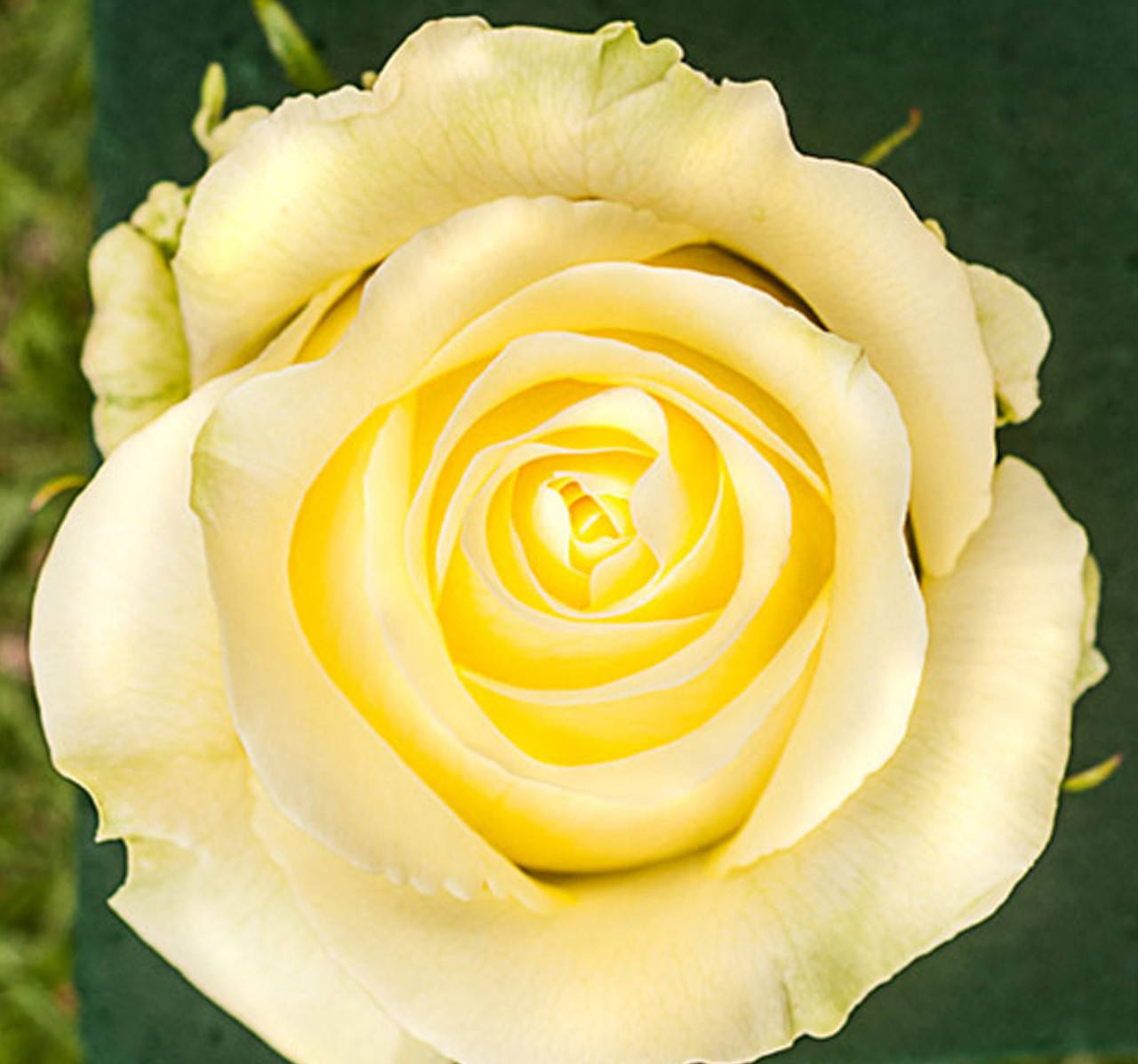 

Саженцы роз Каперина (Caipirinha)