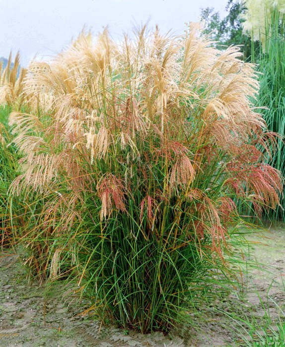 

Мискантус китайский Морнинг Лайт \ Miscanthus sinensis Morning Light ( саженцы С3л )