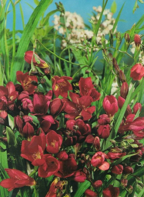 

Фрезия простая Red / Красная / 5 луковиц/уп.