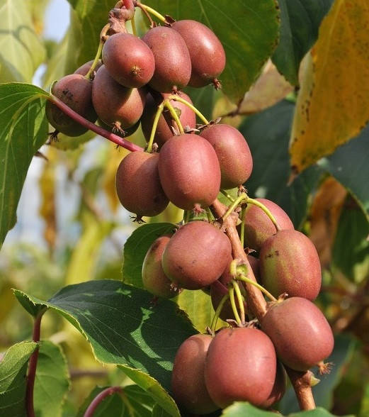 

Актинидия (киви) Weiki F сажанцы