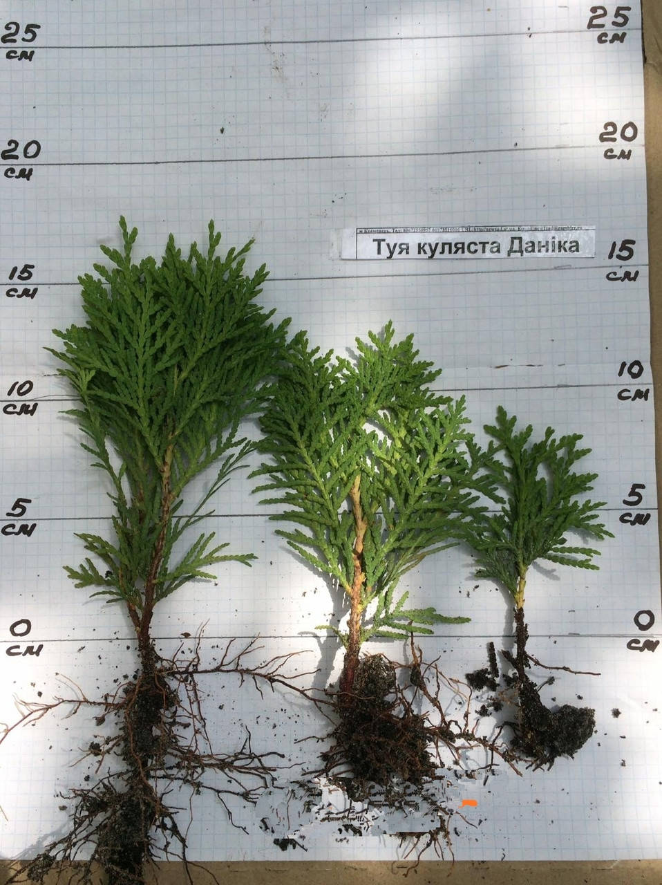 

Укорененный черенок Туя Даника