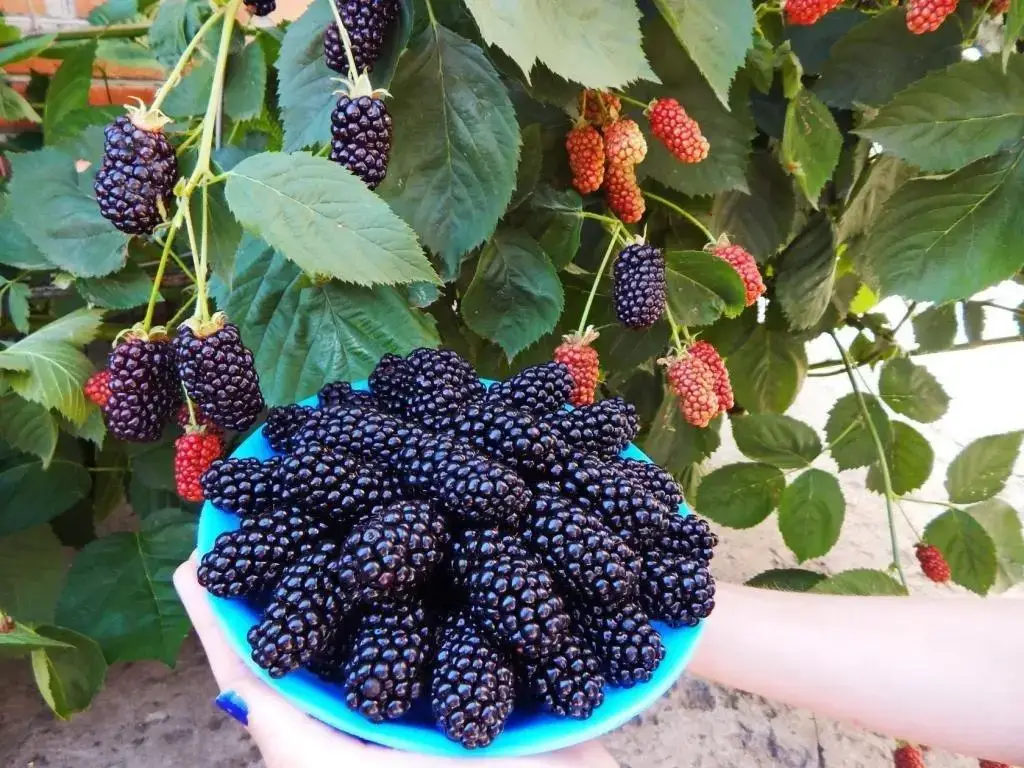 

Ежевика "НАТЧЕЗ" / Саженцы / Премиум Качество