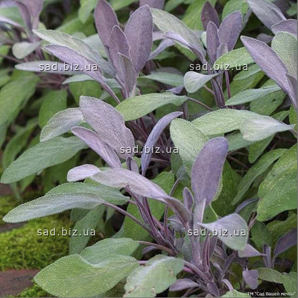 

Шалфей лекарственный 'Purpurascens'. Контейнер 0,5 л