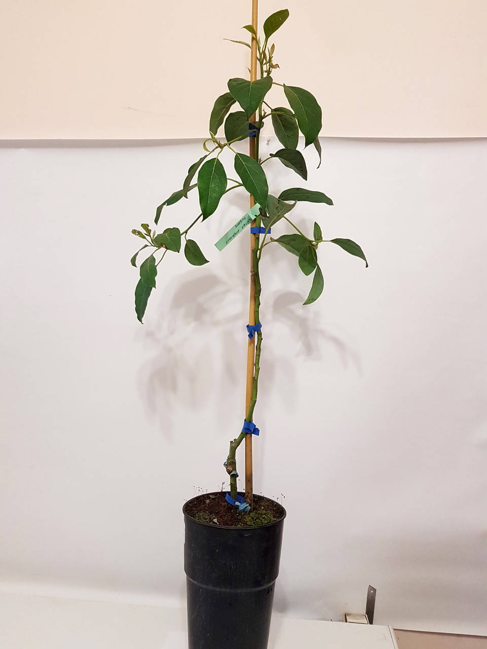 

Авокадо (Persea americana) 30-40 см. Дичка. Комнатный