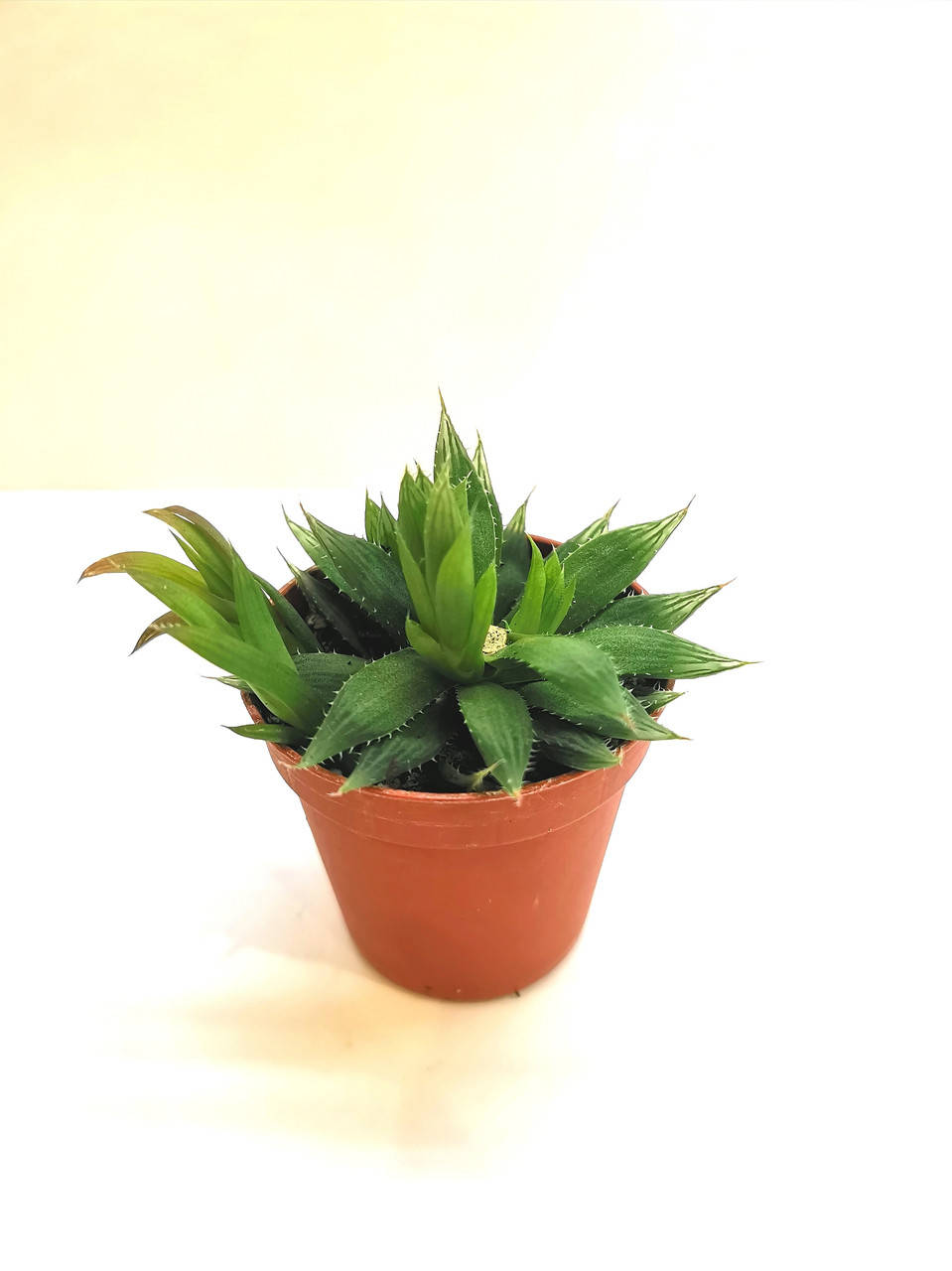 

Хавортия веноза Haworthia cooperi var. Суккулент Комнатное растение