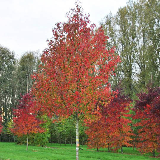 

Ликвидамбар смолоносный / Liquidambar styraciflua / С7,5 / h 60-80