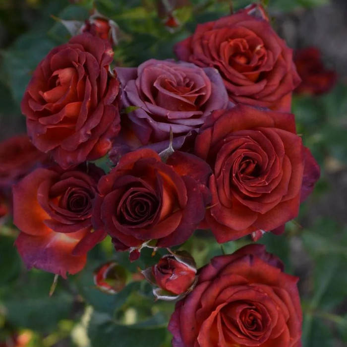 

Торнадо (Tornado)