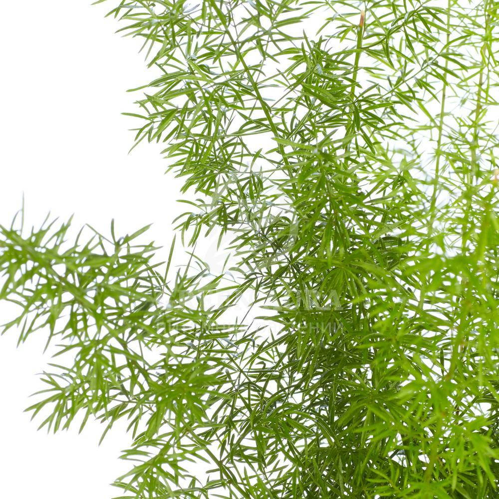 

Аспарагус Шпренгера, Asparagus densiflorus Sprengeri, Светло-зеленый