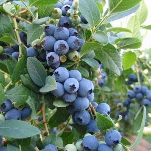 

"Эллиот"- полторалетние саженцы голубики в контейнере 1 л.