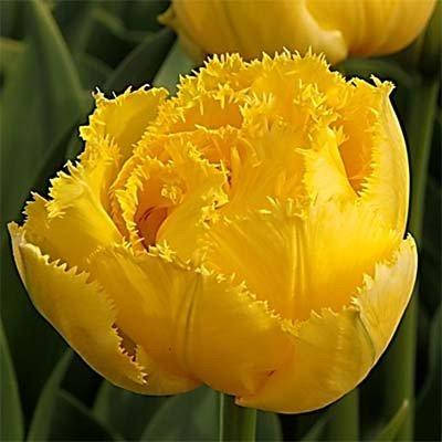 

Тюльпан Exotic Sun (луковицы) 3 шт