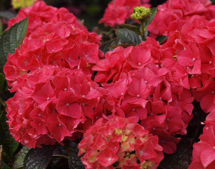

Гортензия крупнолистная Red Beauty