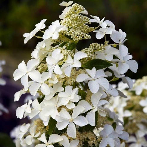 

Саженцы Гортензии метельчатой Левана (Hydrangea paniculata Levana)