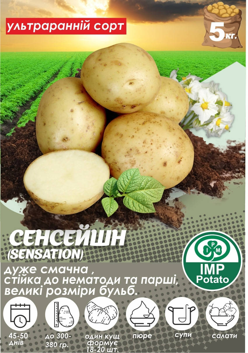 

Насіннева картопля "СЕНСЕЙШН" (1-а репродукція) ТМ "IMP Potato" (Голландия) 5 кг.