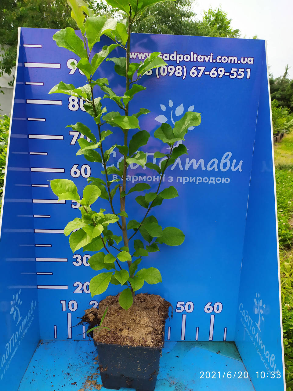 

Магнолия Кобус (Magnolia kobus) 4хлетняя в горшке 5л