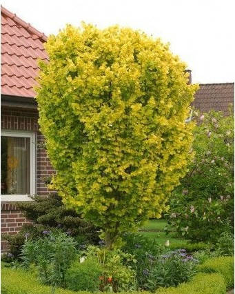 

В'яз голландський Вредей / Ulmus hollandica Wredei С7.5 /Н 60-80