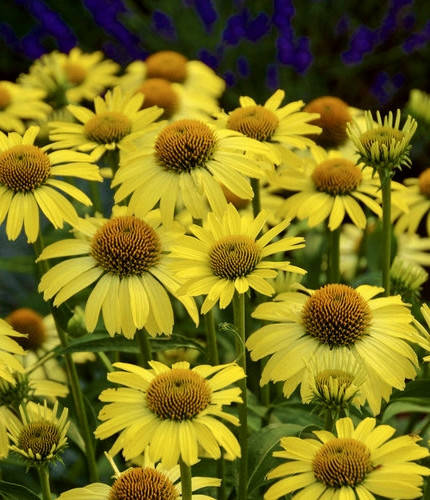 

Эхинацея Батерфляй Клеопатра \ Echinacea Butterfly™ Cleopatra ( саженцы )