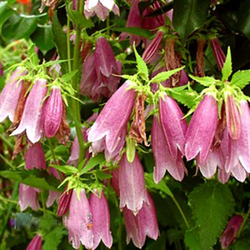 

Колокольчик точечный розовый, саженцы