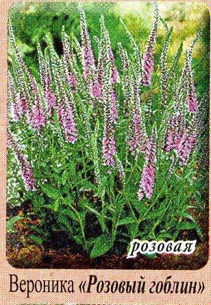 

Вероника колосковая розовая (семена 50 шт)