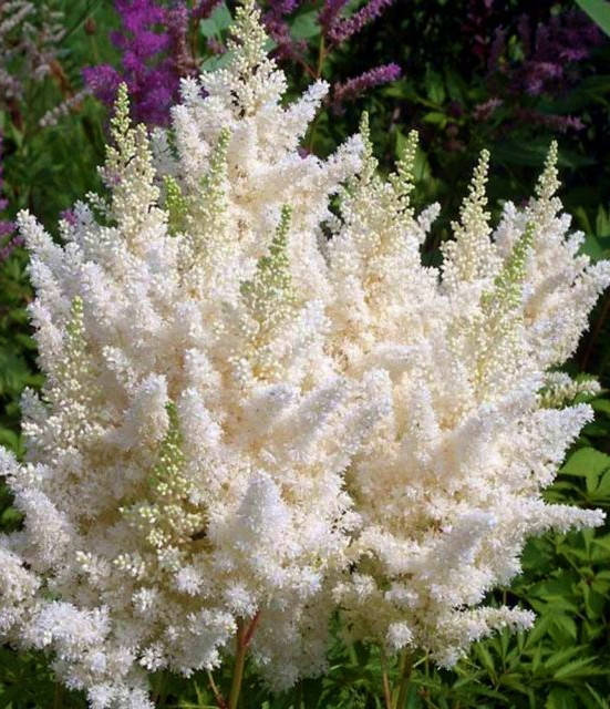 

Астильба арендса Спартан ( саженцы )