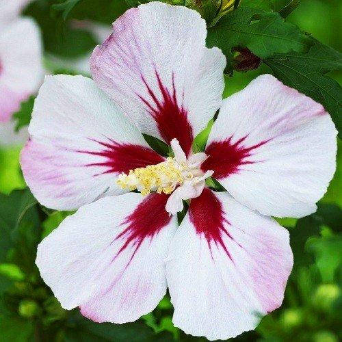 

Гибискус сирийский Hamabo (саженцы)