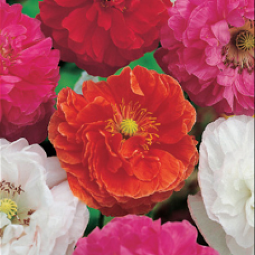 

Мак пионовидный