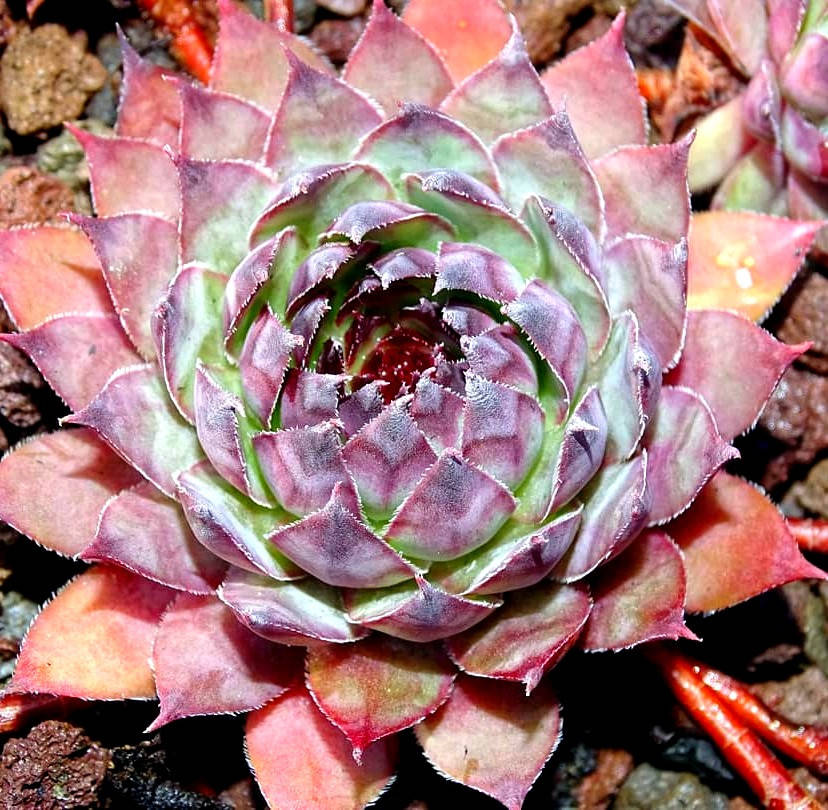 

Молодило " Ланцелот " ( саженцы )