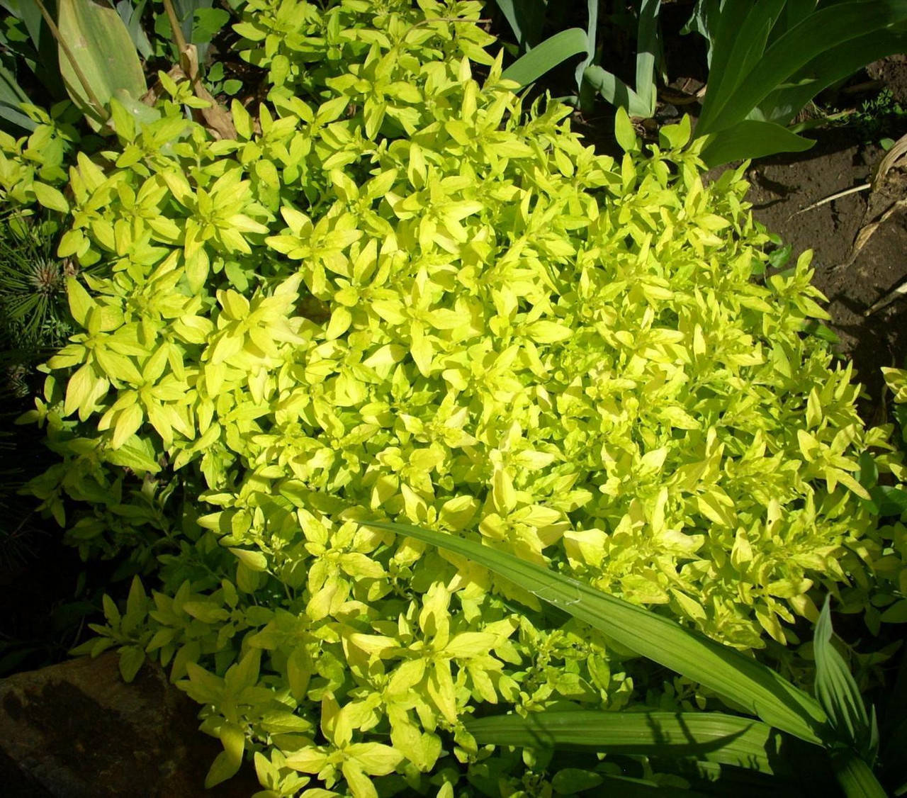 

Душица обыкновенная Ауреа (Origanum vulgare aureum)