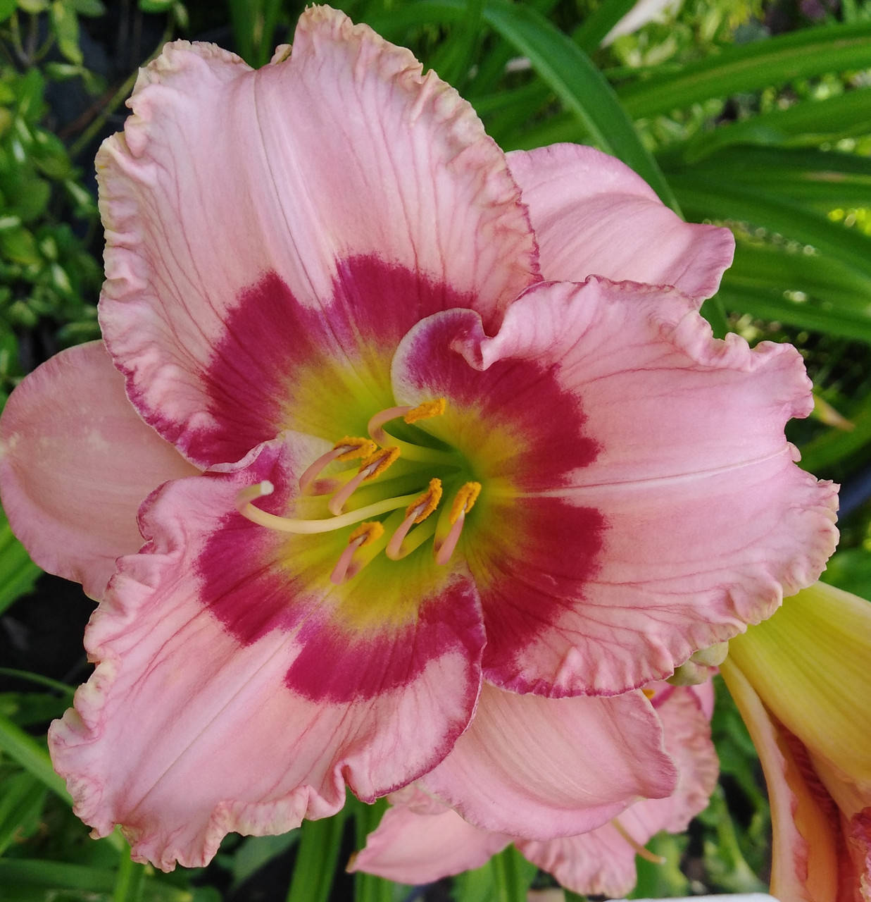 

Лилейник Beautiful jessica glass, делёнка