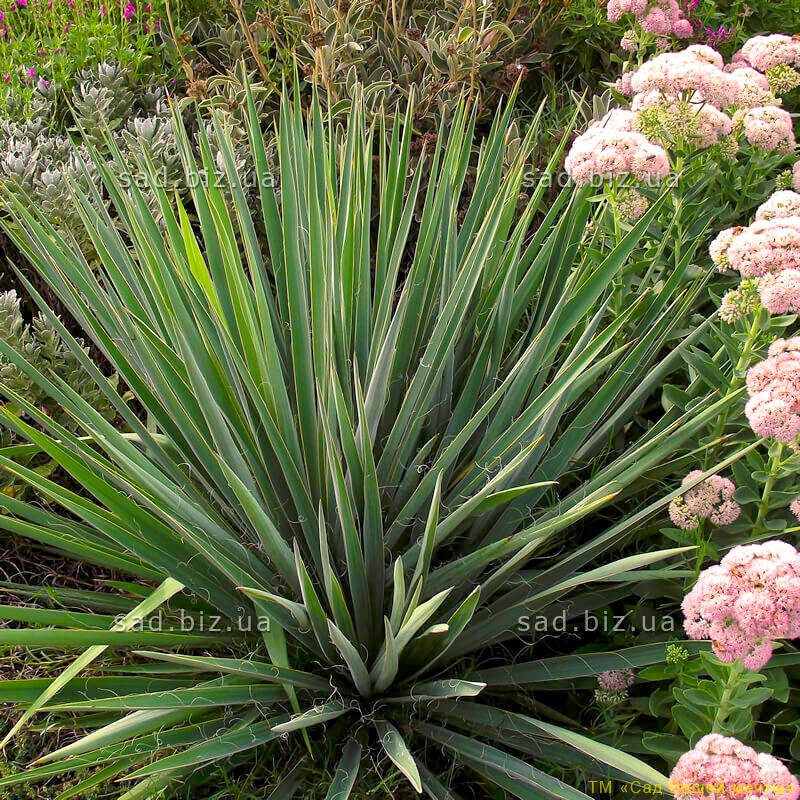 

Юкка нитчатая, контейнер 1,5 л