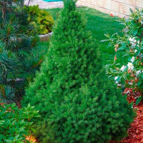 

Ель канадская Conica / Коника (Контейнер: 2 л; Саженец: 25-30 см)