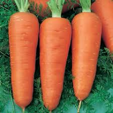 

Семена моркови Кампино 500 г банка