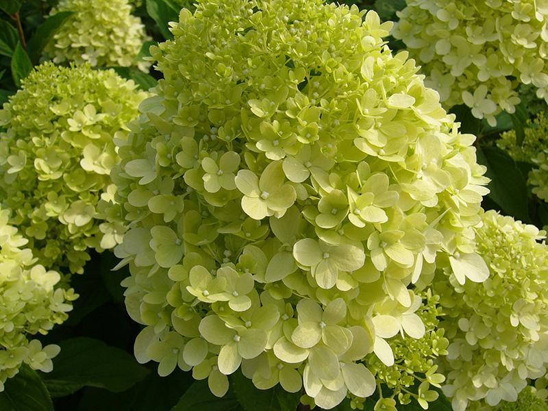 

Гортензия метельчатая Лаймлайт, Р9 / Hydrangea paniculata Limelight
