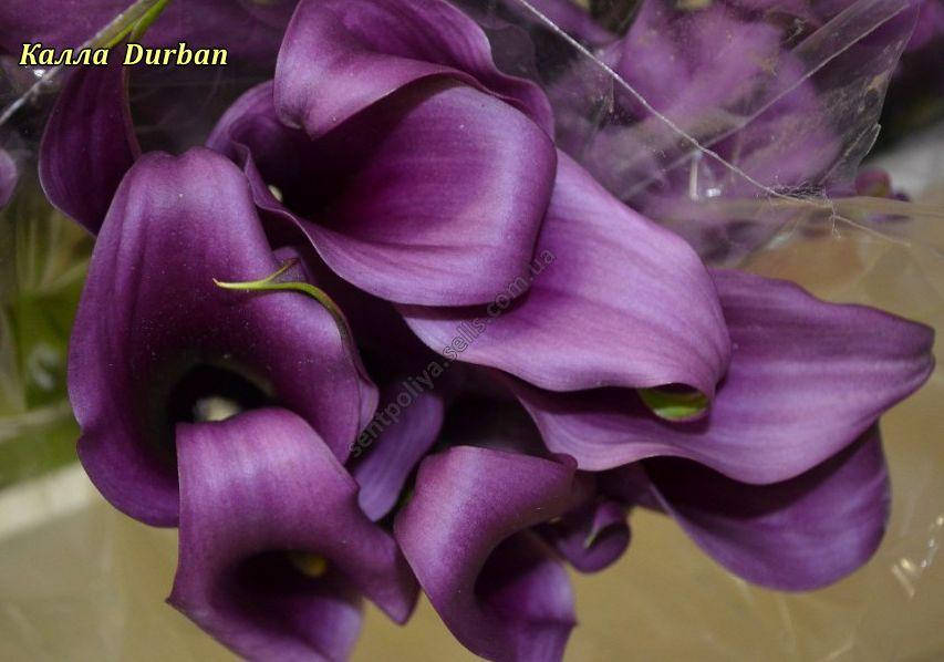 

Калла Durban, Фиолетовый