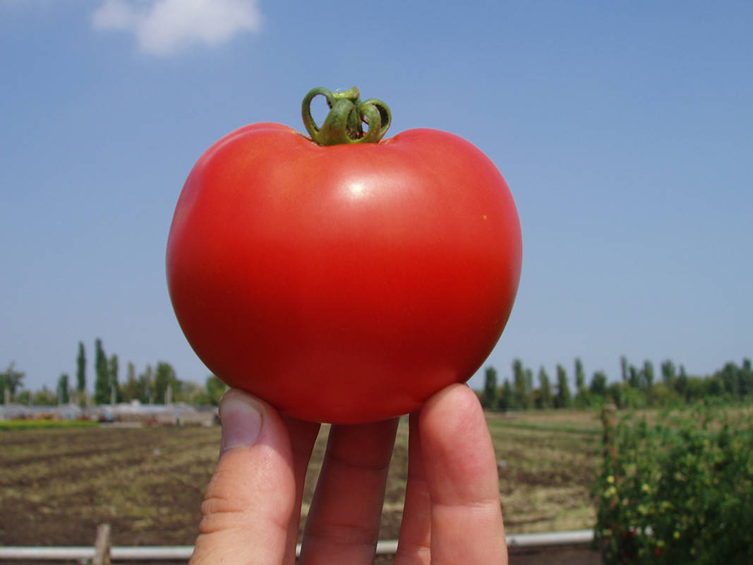 

Семена Томат детерминантный Багира F1 поштучно 15 семян Clause