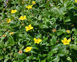 

Лапчатка гусиная трава 1 кг